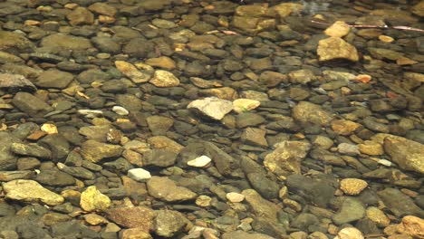 pebbles visible beneath clear, flowing water