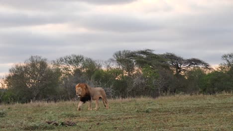 Beautiful-Black-Mane-African-Lion-walks-across-frame,-evening-savanna