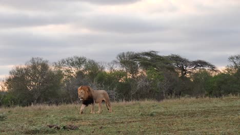 beautiful black mane african lion walks across frame, evening savanna