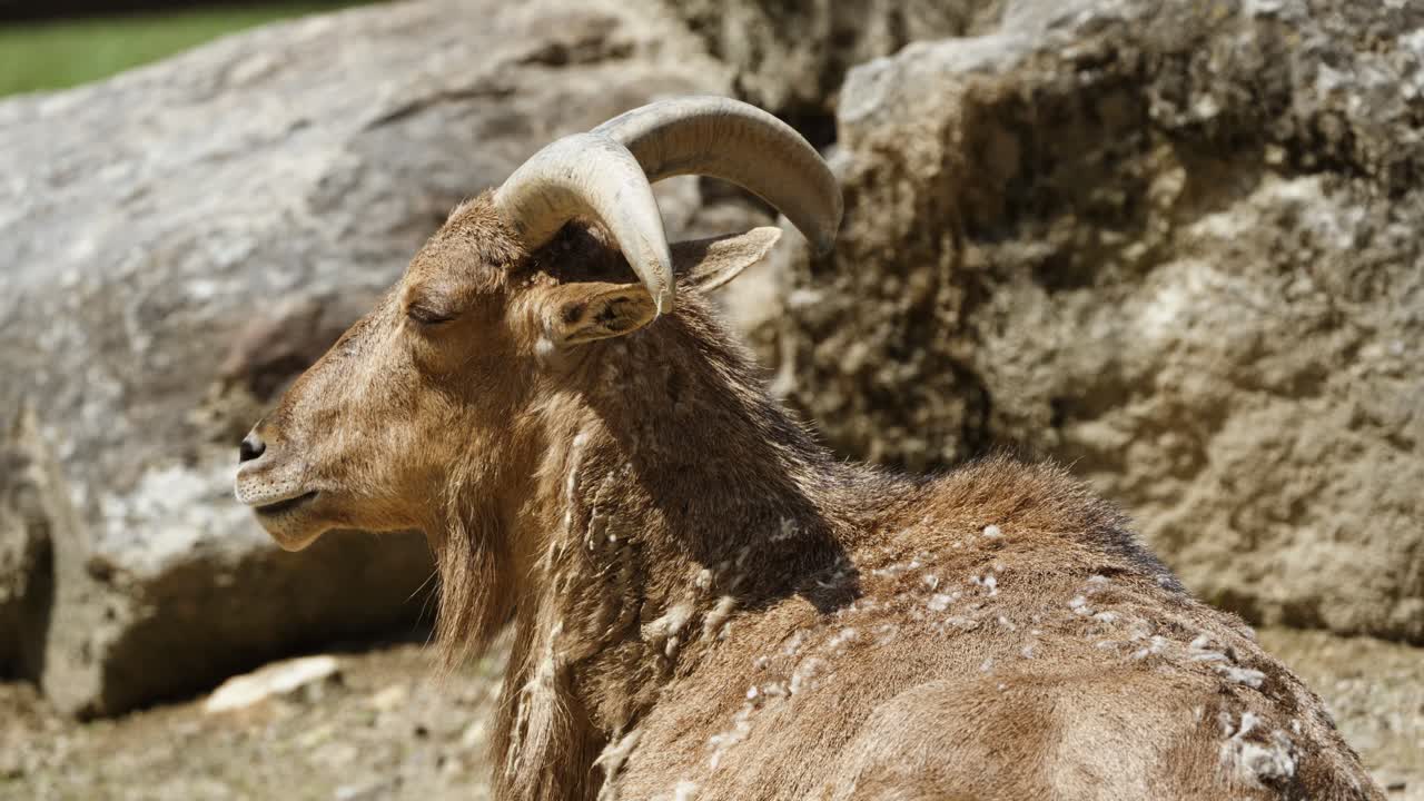 A detailed close-up portrait of a Barbary sheep (Ammotragus lervia) resting, showcasing its large curved horns and shaggy brown coat against a rocky mountain background.