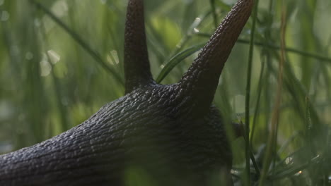 snail in grass