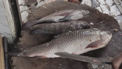 fresh fish cutting at retail shop for sale at day from different angle