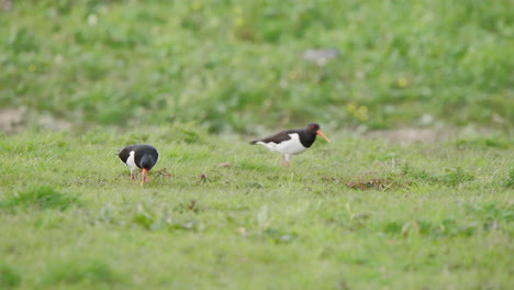 Dos-Pájaros-Ostreros-Pastando-En-Una-Pradera-Cubierta-De-Hierba,-Picoteando-El-Suelo