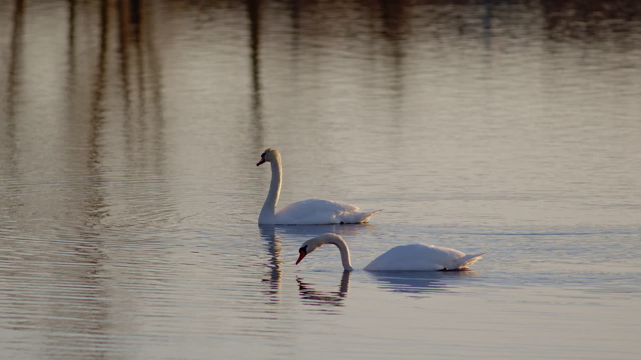 At dawn, swans feed gracefully in slow-mo.