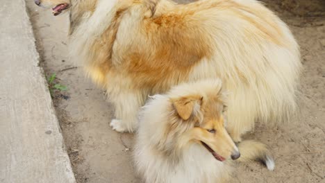 Family-of-majestic-rough-collie-outdoors,-motion-view