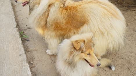 Familia-De-Majestuoso-Collie-áspero-Al-Aire-Libre,-Vista-En-Movimiento