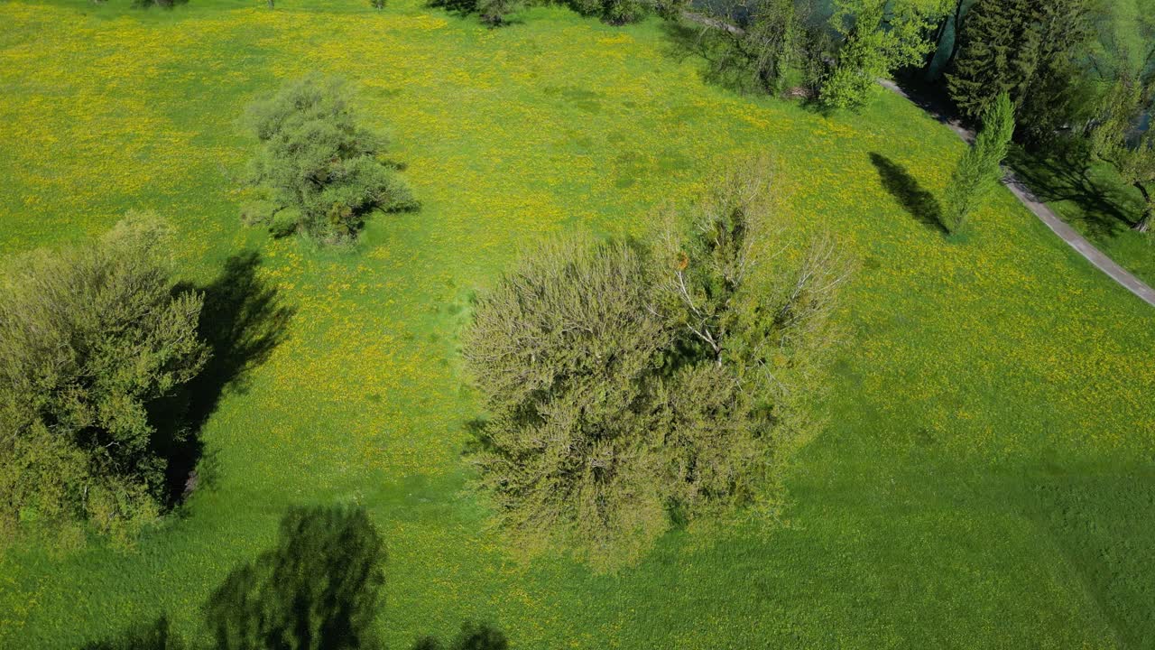 vista aérea de árboles alpinos como pinos, alerces, abetos, abetos en prados verdes