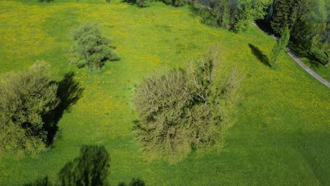 Aerial-view-of-Alpine-trees-like-pines,larch,fir,spruce-in-green-meadows