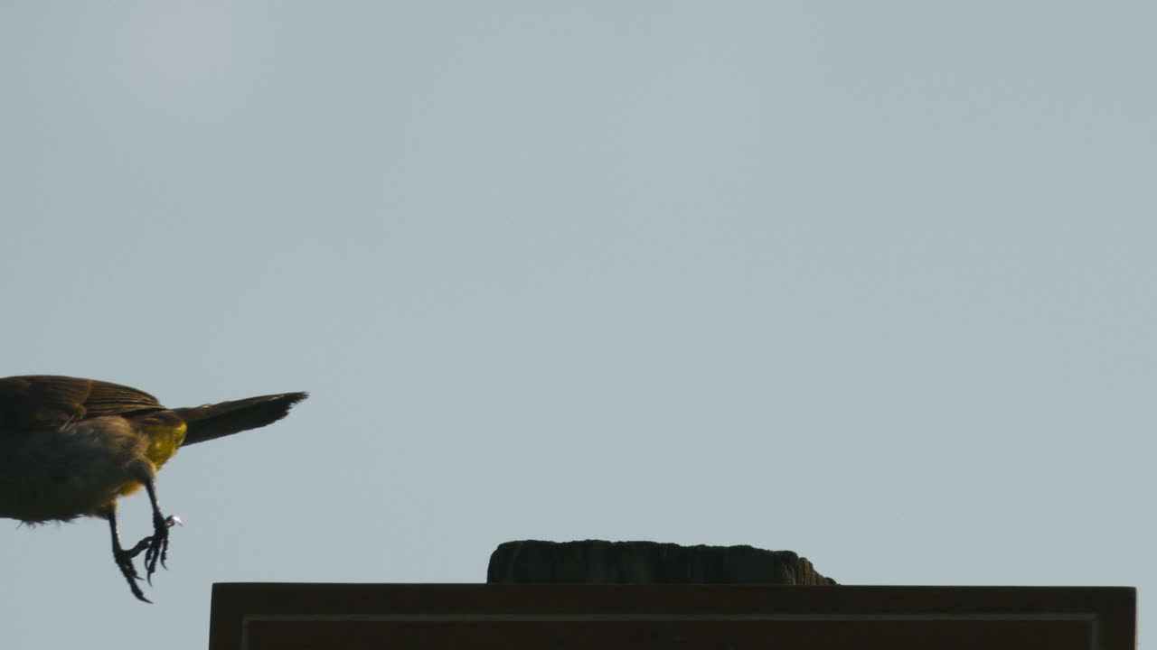 Silhouetted bird takes flight from perch against pale sky, slow motion and dramatic frame