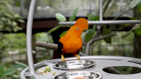 male guianan cock-of-the-rock bird perched on food table at zoo