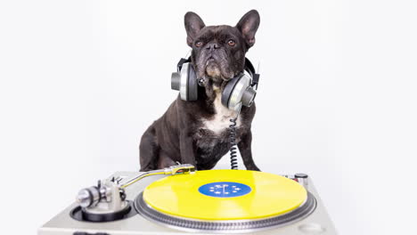 dj french bulldog with headphones and turntables