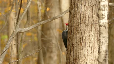 Carpintero-Pileated-Picoteando-Presas-Invisibles-Detrás-Del-árbol-En-Otoño