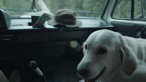 Mujer-Conduciendo-Coche-Con-Perro