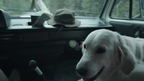 woman driving car with dog