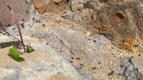 Colony-of-Small-Black-Ants-On-Way-Rushing-To-Task-on-Stone-surface,-insects-behavior,-Close-up