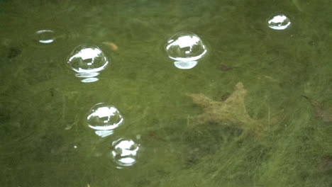 rain drops hit pond water and burst bubbles floating on surface