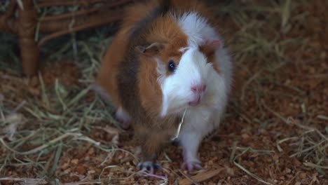 close up shot of a cute and adorable pet guinea pig, cavia porcellus, munching on hay, rodent species in animal nursery