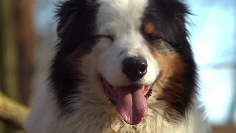 Beautiful-Australian-shepherd-dog-pants-and-stares,-close-up