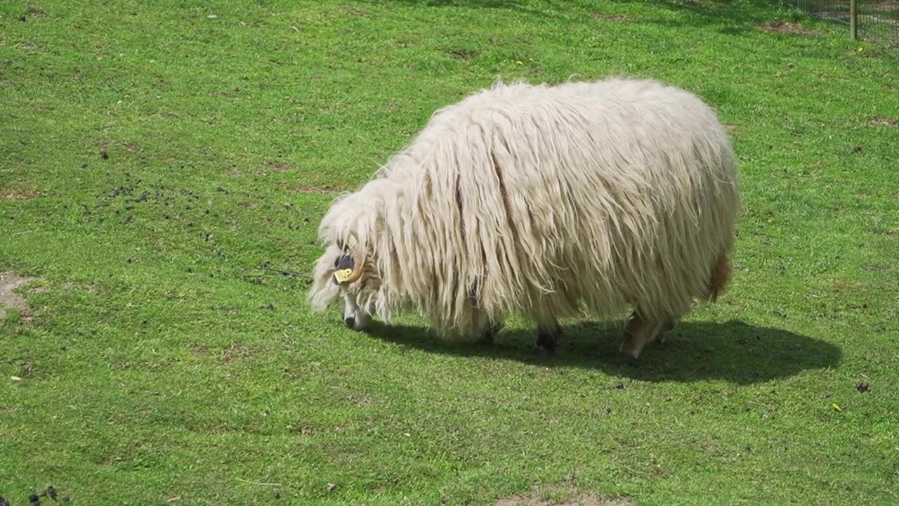Wollige schapen grazen vredig op vers groen gras in een dierenopvang, perfect voor projecten over dierenwelzijn, natuur, landbouw en het plattelandsleven
