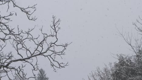 Zeitlupe:-POV-Neigungsschuss-In-Den-Himmel-Von-Schnee,-Der-Schwer-Im-Hinterhofgarten-Fällt