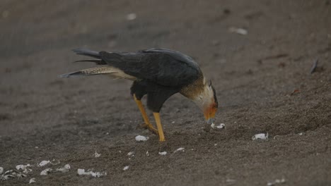 Crested-Caracara-predator-breaks-eggshells-for-baby-sea-turtles-food-source-MEDIUM-SHOT