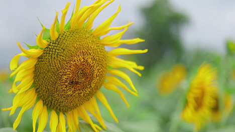muévete en una toma de un girasol de cerca con una abeja alimentándose de su polen.