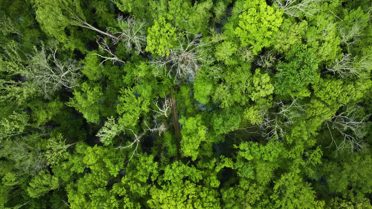 la exuberante y densa vegetación en el parque estatal big cypress tree, tennessee, estados unidos, vista aérea