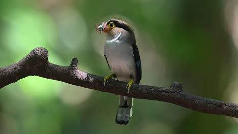 silver-breasted broadbill, serilophus lunatus, kaeng krachan national park, thailand, a female with a spider in its mouth perched on a branch looking around within the jungle