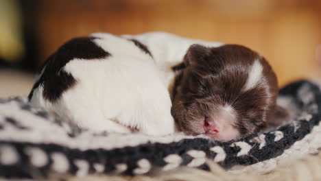 cachorrito duerme en su cama lindo video con animales 01