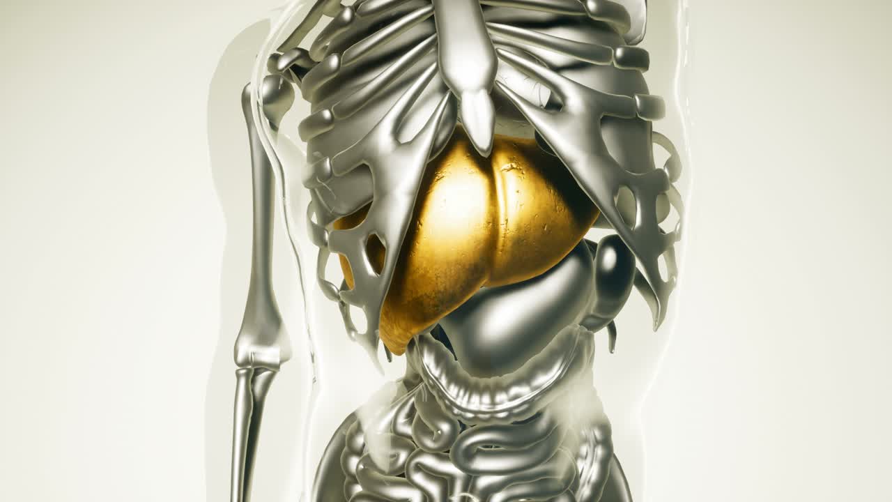 modelo de estómago humano con todos los órganos y huesos