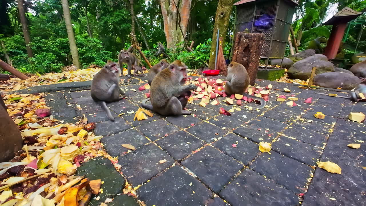 Sacred Monkey Forest Sanctuary Bali wildlife eating feeding time Indonesia