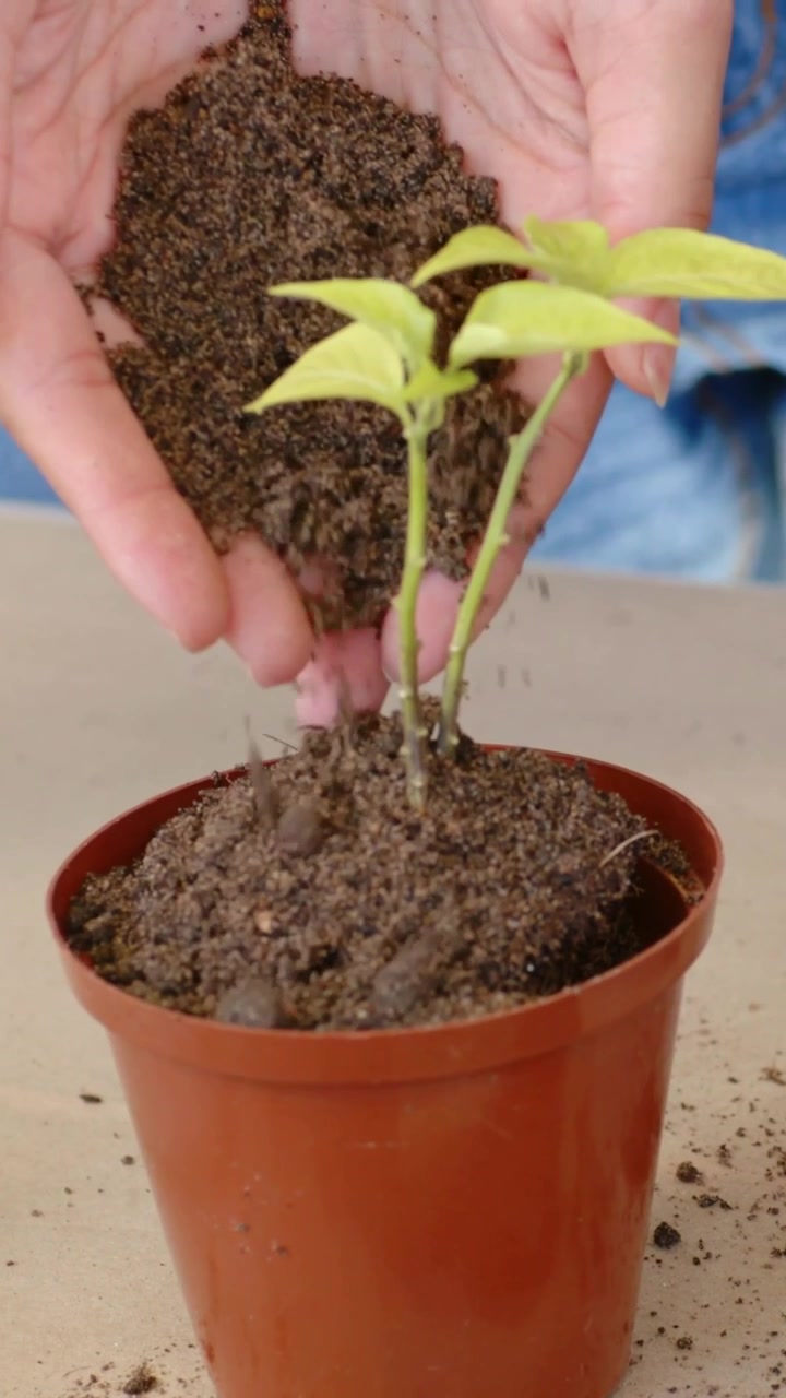 Vídeo vertical: Mãos segurando terra sobre vaso laranja, despejando-a ao redor de mudas na mesa para firmar