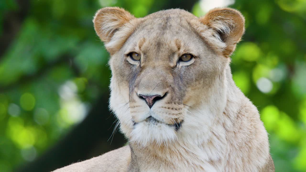 Lioness calmly surveys environment, subtle head movements, natural daylight, shallow depth, green background