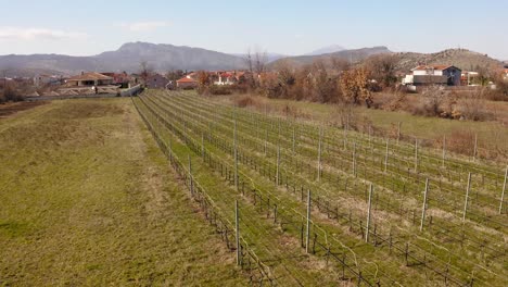 Small-grape-plants-grow-on-a-large-vineyard-in-Podgorica-in-Montenegro-lit-in-the-sunlight-of-a-setting-sun