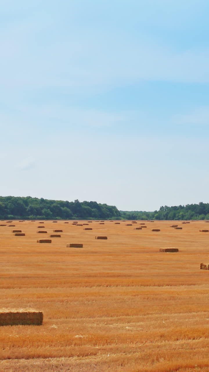 Vast agricultural field after harvesting with hay bales scattered around. Sunny summer day backdrop. Vertical video