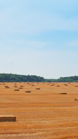 vast agricultural field after harvesting with hay bales scattered around. sunny summer day backdrop. vertical video