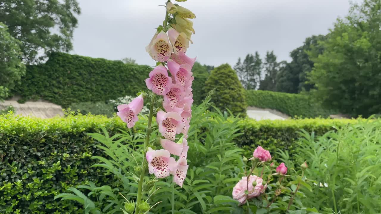 잘 관리 된 정원 에서 아름다운 꽃 들