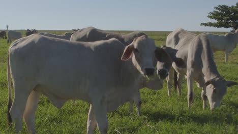 a curious white cow on a dairy farm: a close-up shot of livestock grazing in a rural pasture