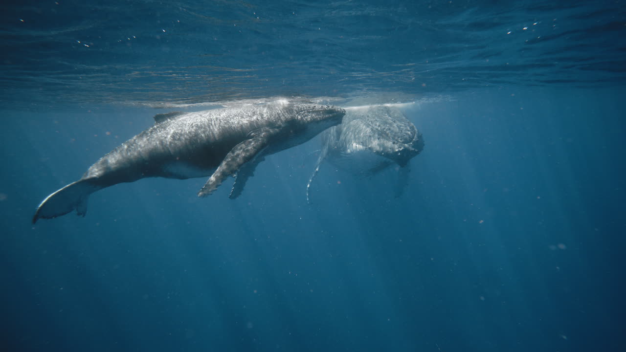 Swimming Adventures With Humpback Whales In Vava'u Tonga