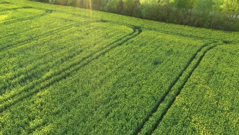 Field-Of-Rapeseed-On-A-Bright-Sunny-Spring-Day---aerial-shot