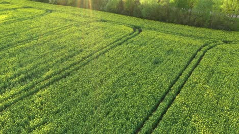 campo de colza en un brillante y soleado día de primavera - toma aérea
