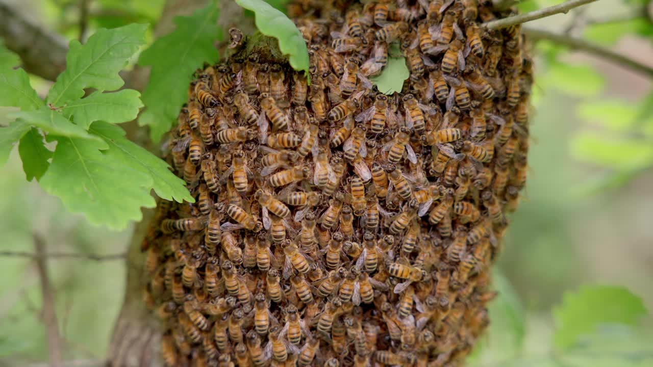 muy cerca de una colonia de abejas en la naturaleza, colgando de un árbol