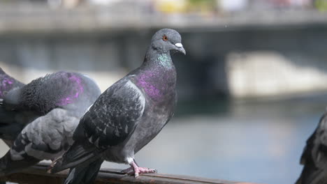 City-Doves-sitting-on-railing-of-river-shore-during-sunny-day-in-town---row-of-pigeons-resting-in-nature---close-up-shot
