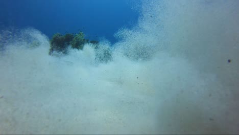 Blue-spotted-sting-ray-launches-leaving-a-trail-of-sand-in-Slow-Motion