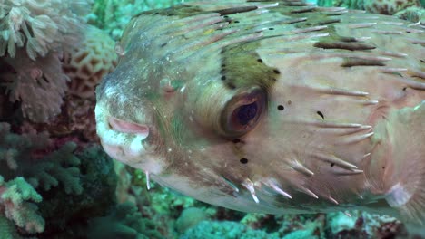 porcupine fish super close up on coral reef