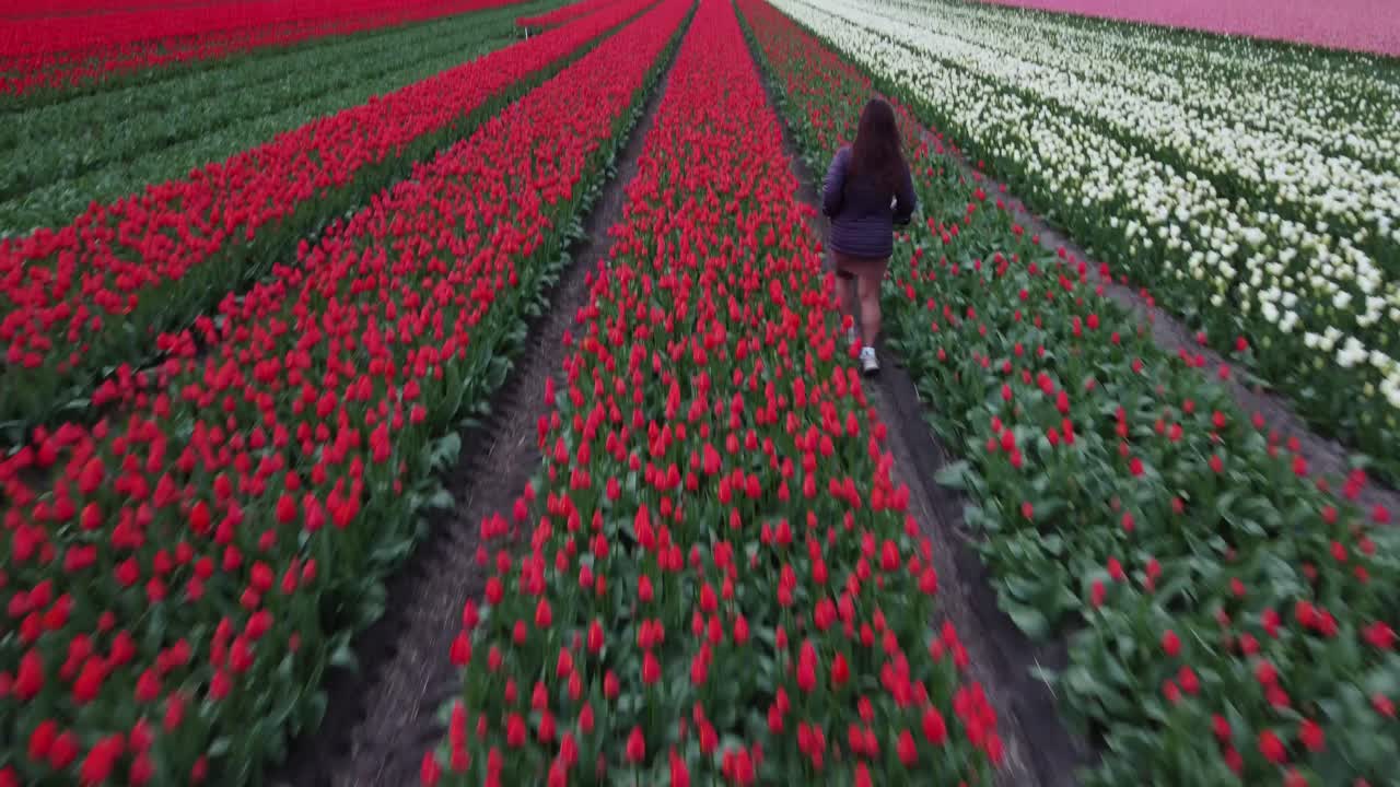 Top view of woman walk on a big red and white tulip garden