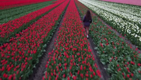 top view of woman walk on a big red and white tulip garden