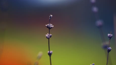 Schöne-Gefrorene-Pflanze-Mit-Buntem,-Verschwommenem-Bokeh-Hintergrund