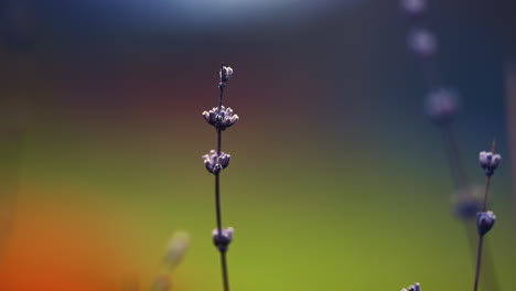 beautiful frozen plant with colorful blurry bokeh background