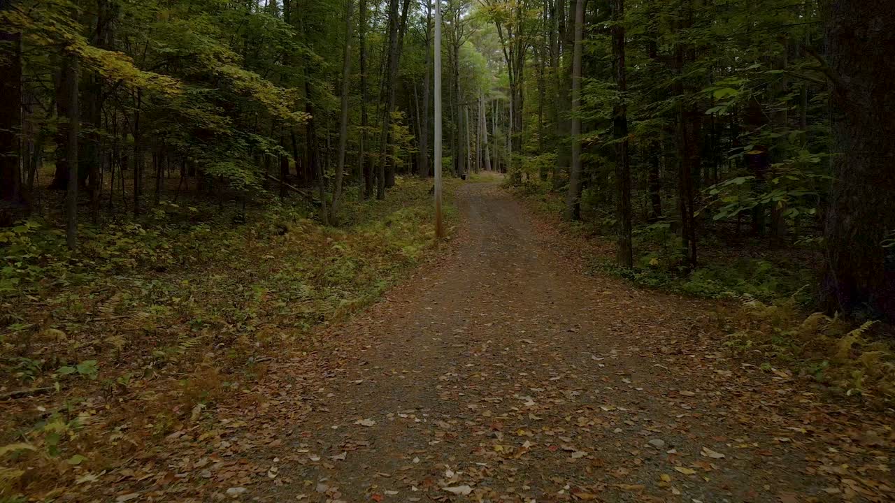 la strada meno frequentata concetto - sentiero in una bella foresta senza persone